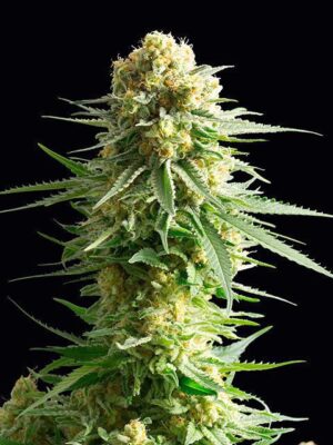 kritikal-k-flower.jpg Kritikal-K - Kannabia feminisiert 3er Pack