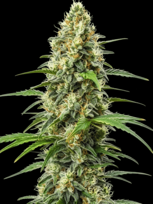 Kush X Somango - Marj Jane feminisiert 3er Pack