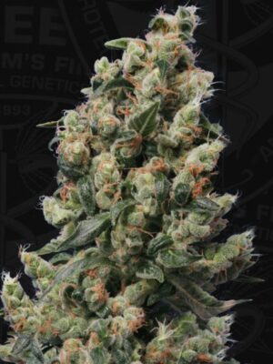 kushage_2.jpg Kushage T.H. Seeds feminisiert 2er Pack