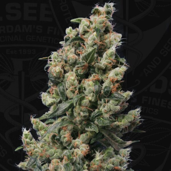 Kushage T.H. Seeds feminisiert 2er Pack