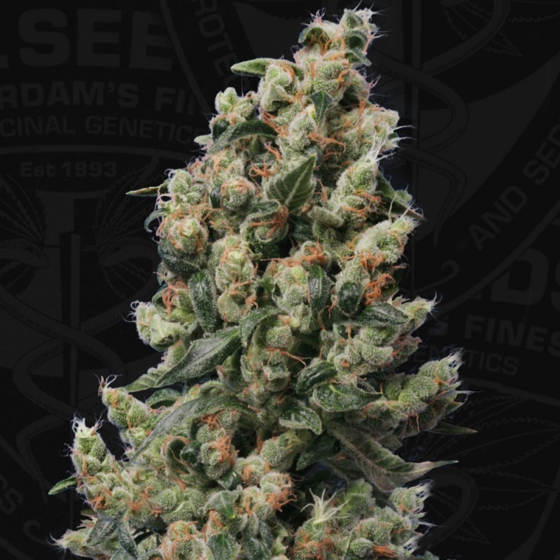 Kushage T.H. Seeds feminisiert 2er Pack