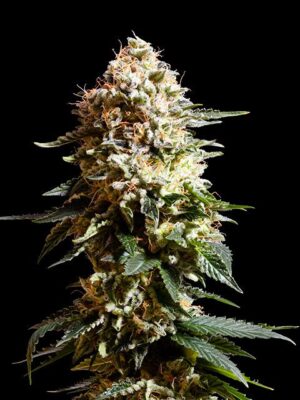 la-blanca-flower.jpg La Blanca - Kannabia feminisiert 3er Pack