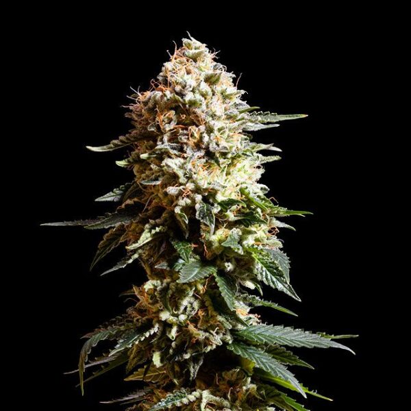 la-blanca-flower.jpg #6784