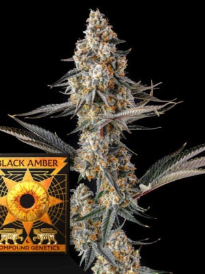 La Llorona Compound Genetics feminisiert 3er Pack