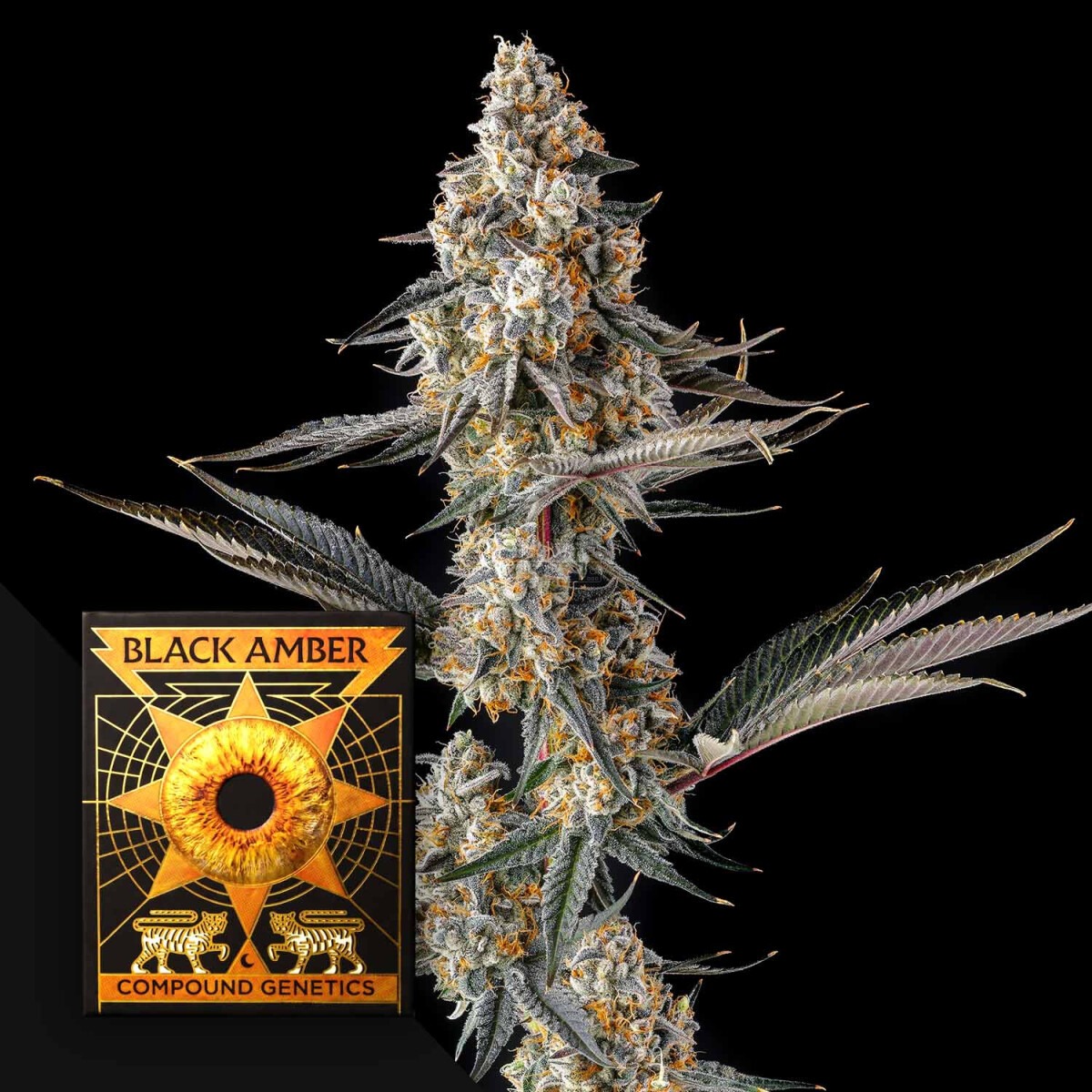 La Llorona Compound Genetics feminisiert 3er Pack