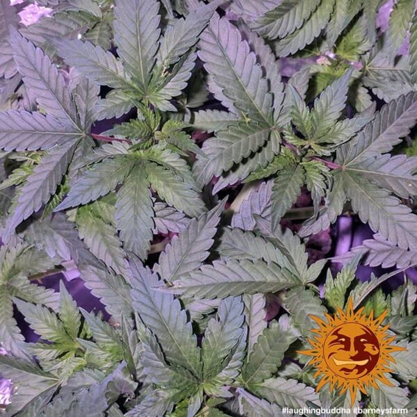 Barney's Farm laughing buddha Samen – Bild 4