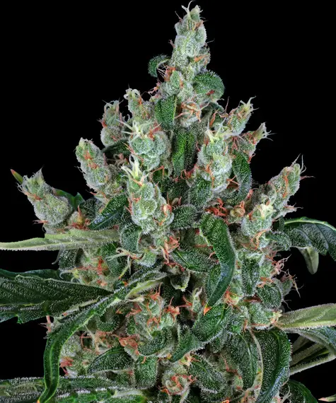 Barney's Farm laughing buddha Samen