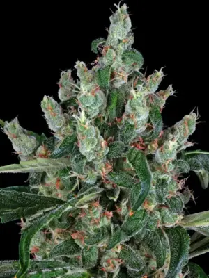 Laughing Buddha - Barneys Farm feminisiert 3er Pack