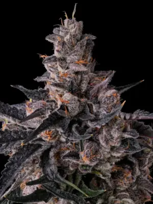 Lemon Cherry Pave Compound Genetics feminisiert 3er Pack