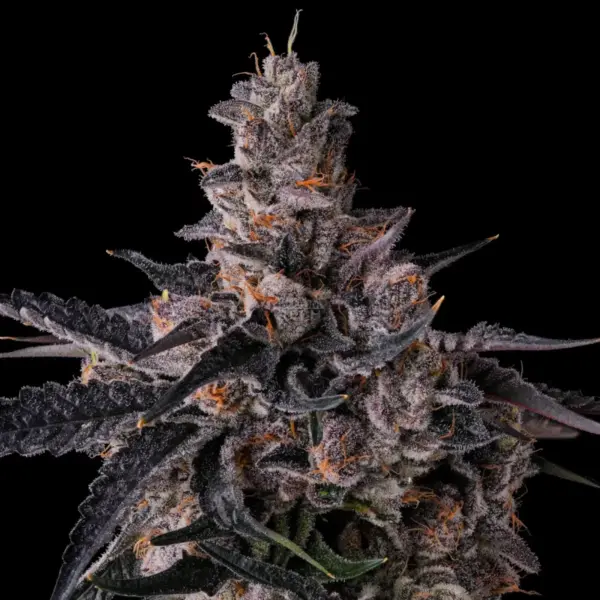 Lemon Cherry Pave Compound Genetics feminisiert 3er Pack Lemon Cherry Pave Compound Genetics feminisiert 3er Pack