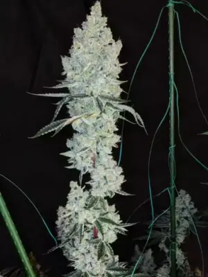 Lemon Cherry Pie R1 – Ethos feminisiert 5er Pack