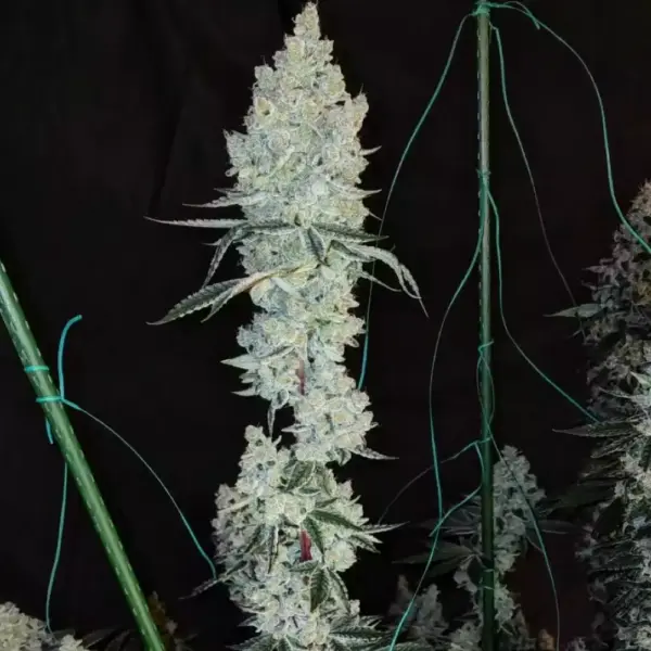 Lemon Cherry Pie R1 – Ethos feminisiert 5er Pack
