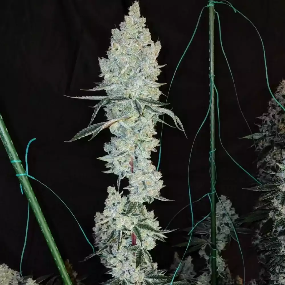 Lemon Cherry Pie R1 - Ethos feminisiert 5er Pack