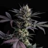 Lemon Haze Auto - Kannabia feminisiert 2er Pack
