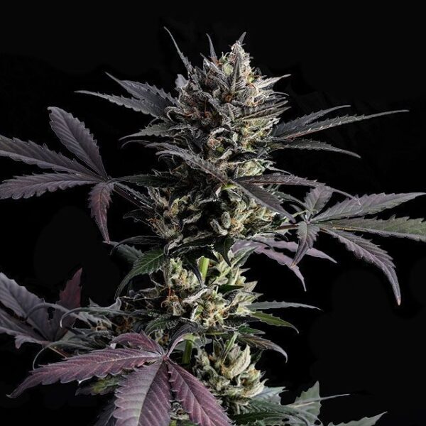 Kannabia lemon haze auto Samen