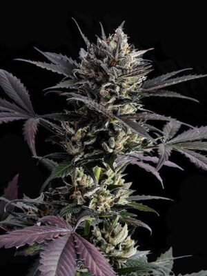 lemon-haze-auto-flower.jpg Lemon Haze Auto - Kannabia feminisiert 3er Pack