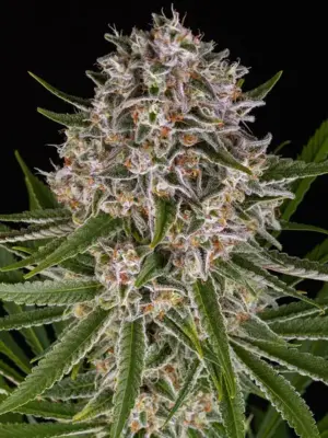 Lemon Haze Auto - Barneys Farm feminisiert 3er Pack