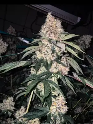Lemon Whhip Haze IBL Ethos Genetics 5er Pack