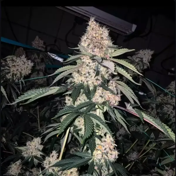 Lemon Whhip Haze IBL Ethos Genetics 5er Pack