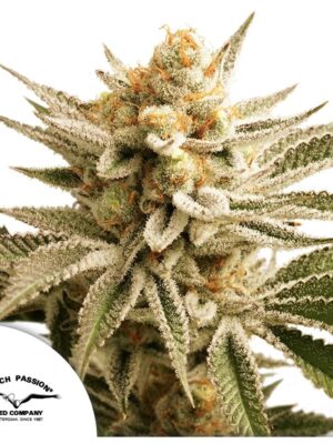 Lemon Z - Dutch Passion feminisiert 3er Pack