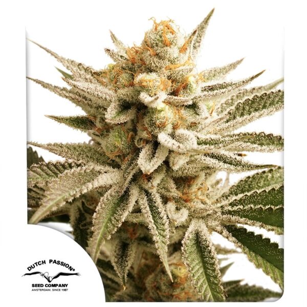 Lemon Z - Dutch Passion feminisiert 3er Pack