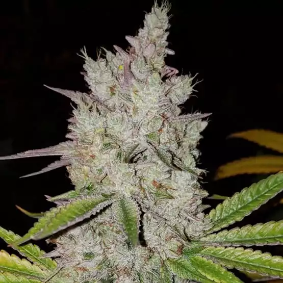 Lilac Diesel RBX2 Auto feminisiert 3er Pack