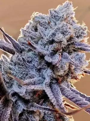 Lilac Diesel RBX2 – Ethos feminisiert 5er Pack