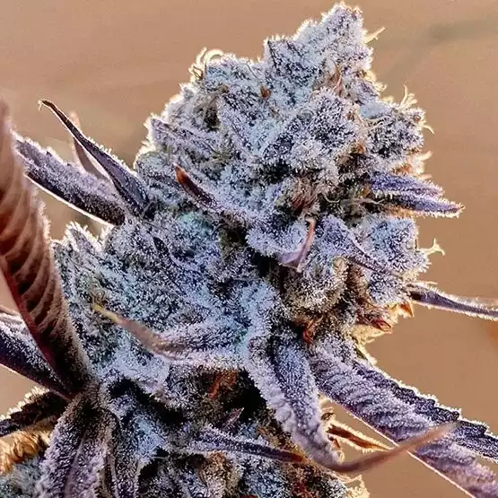 Lilac Diesel RBX2 – Ethos feminisiert 5er Pack