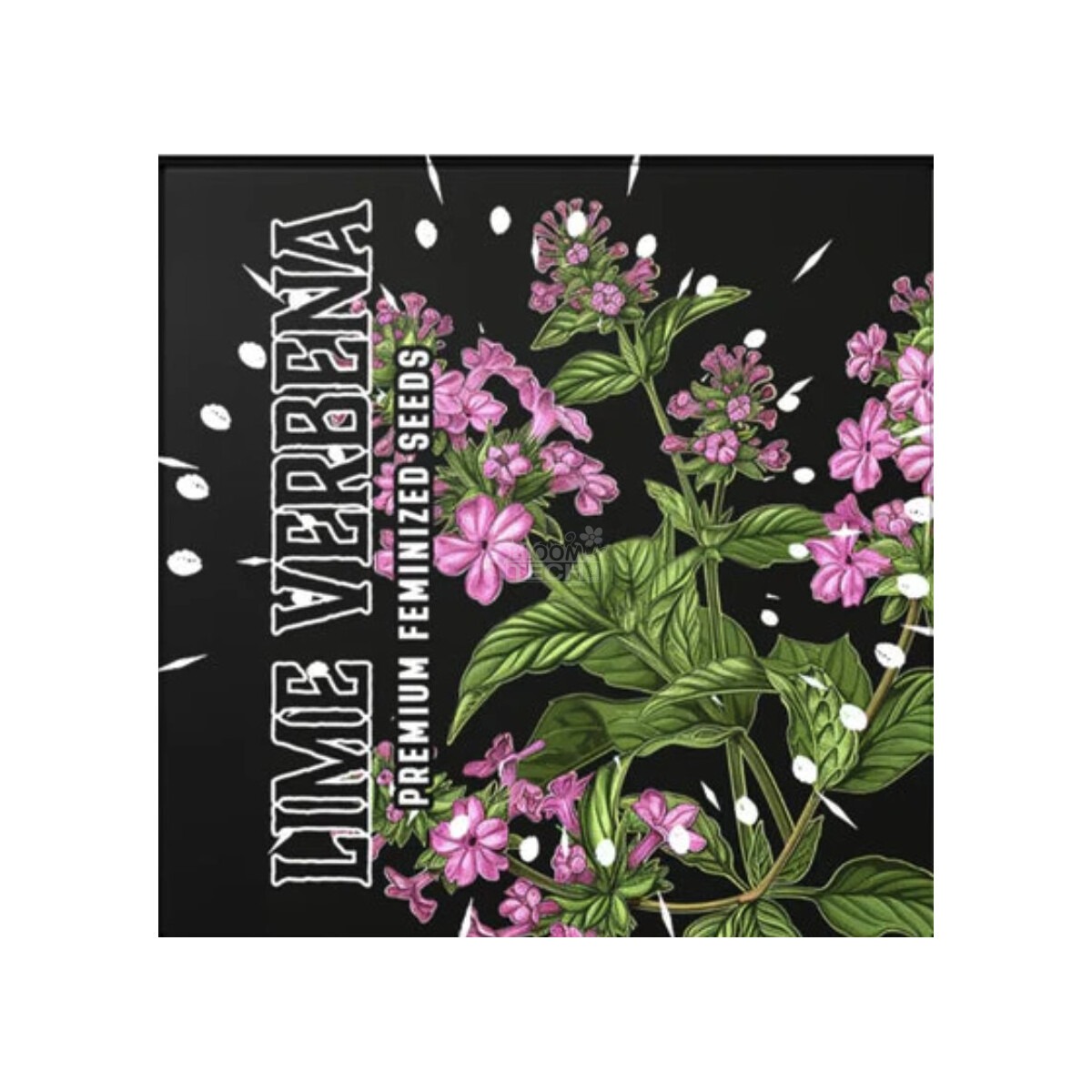 Lime Verbena – Doja Seeds feminisiert 3er Pack