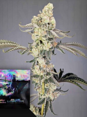 Lobzter Cipher Genetics feminisiert 3er Pack