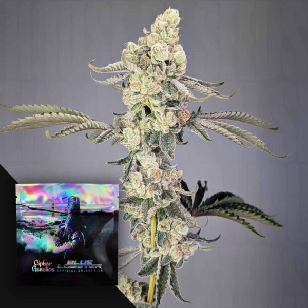 Lobzter Cipher Genetics feminisiert 3er Pack Lobzter Cipher Genetics feminisiert 3er Pack