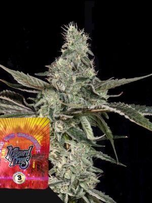 London Fog Wizard Trees feminisiert 3er Pack