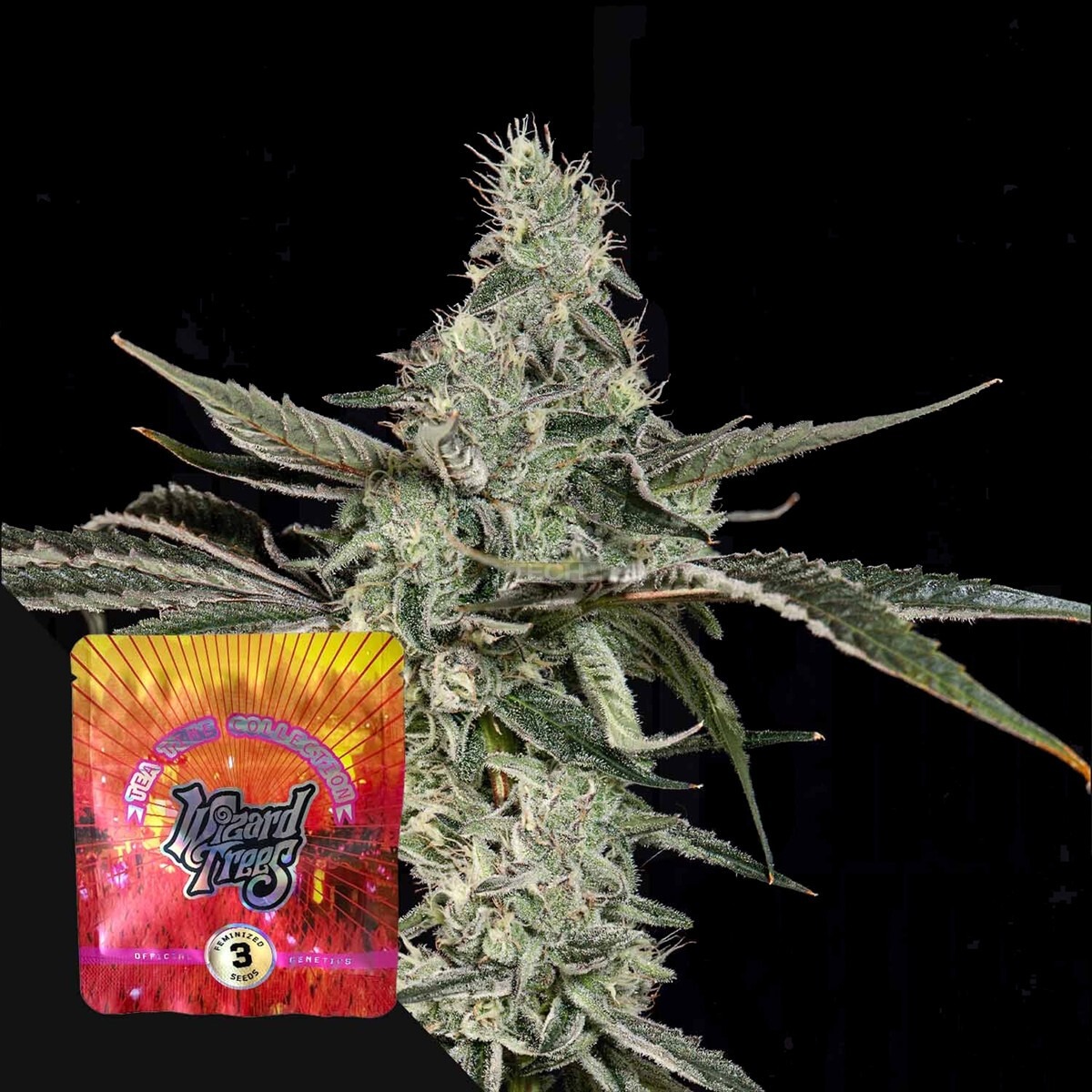 London Fog Wizard Trees feminisiert 3er Pack
