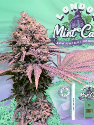 London Mint Cake – T.H. Seeds feminisiert 6er Pack London Mint Cake - T.H. Seeds feminisiert 6er Pack