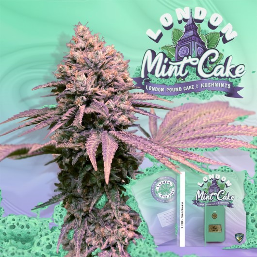 London Mint Cake – T.H. Seeds feminisiert 6er Pack