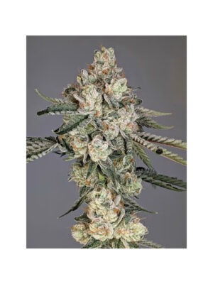 Louis Lobster – Cipher Genetics feminisiert 3er Pack