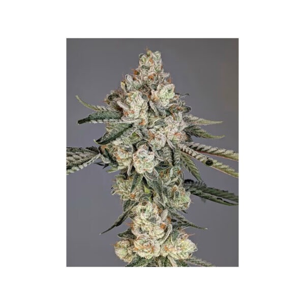 Louis Lobster – Cipher Genetics feminisiert 3er Pack Louis Lobster – Cipher Genetics feminisiert 3er Pack