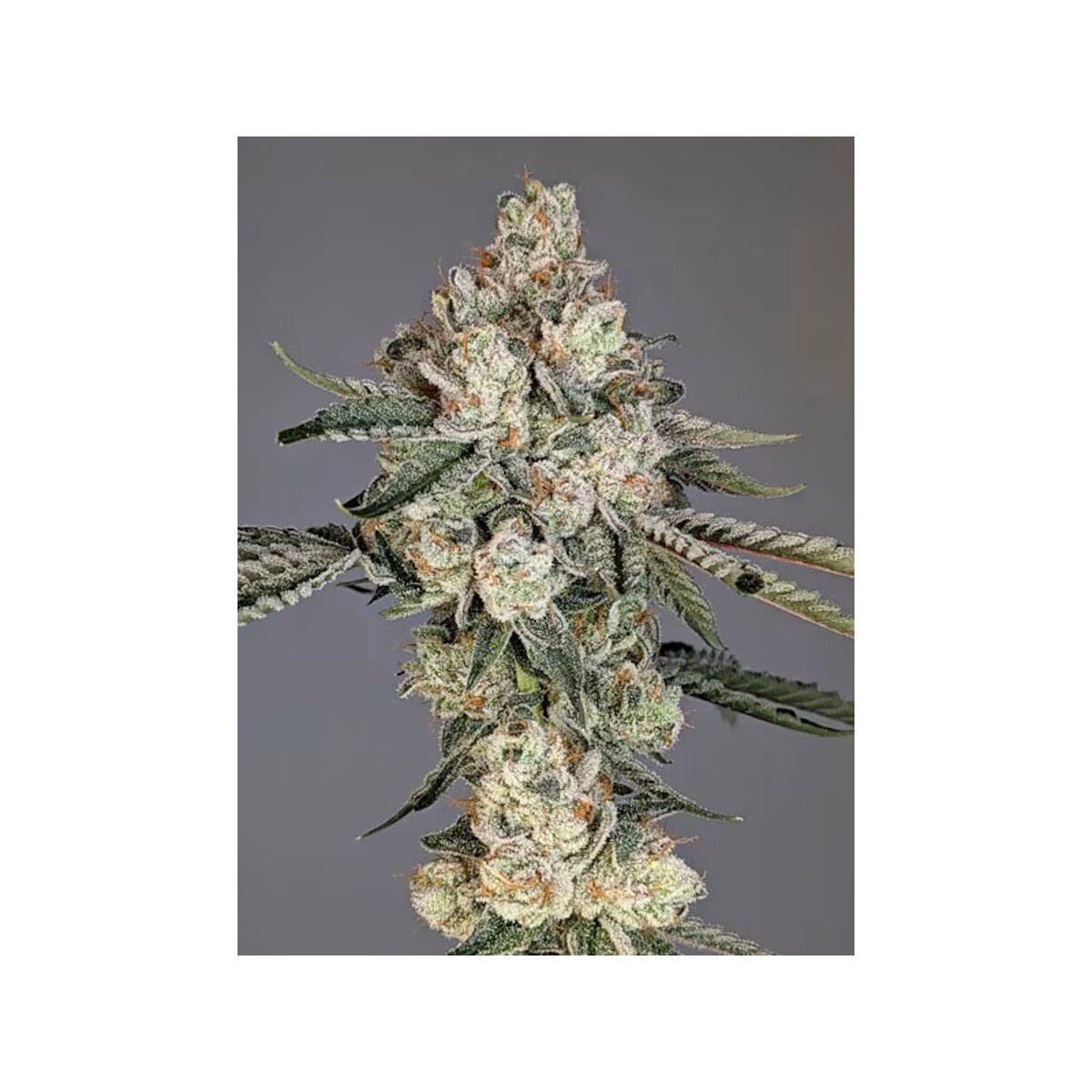 Louis Lobster - Cipher Genetics feminisiert 3er Pack