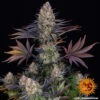 Barney's Farm lsd Samen – Bild 2