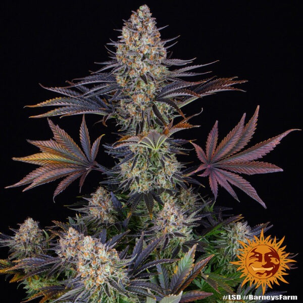Barney's Farm lsd Samen – Bild 2