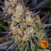 Barney's Farm lsd Samen – Bild 3
