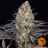 Barney's Farm lsd Samen – Bild 4