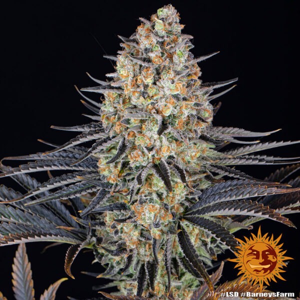 Barney's Farm lsd Samen – Bild 4