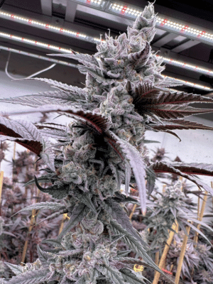 Lung Buster – Solfire Gardens feminisiert 6er Pack Lung Buster - Solfire Gardens feminisiert 6er Pack