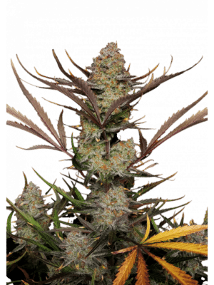 m_tsp_2x_apple_strudel_auto_transparent_1706264013_69dcbe94dfe77_og.png Apple Strudel Auto - Fast Buds feminisiert 3er Pack