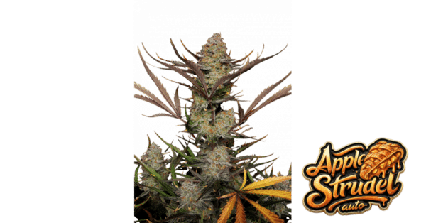 Apple Strudel Auto - Fast Buds feminisiert 3er Pack
