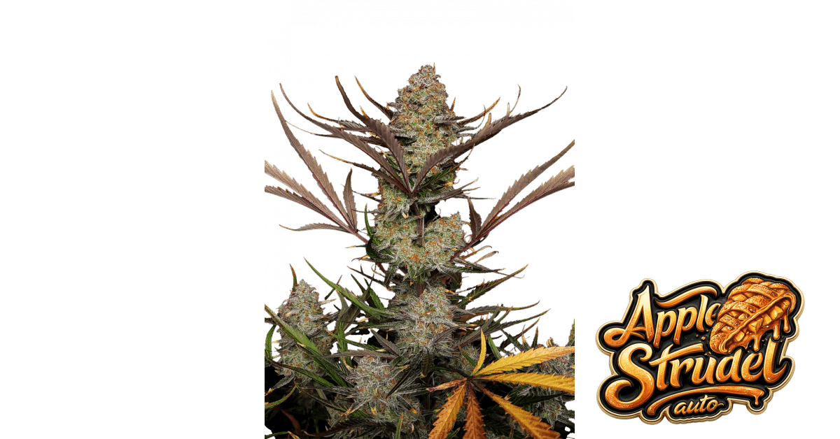 Apple Strudel Auto - Fast Buds feminisiert 3er Pack