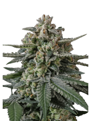 m_tsp_2x_banana_frost_auto_transparent_1790072550_6ab256eb32137_og.png Banana Frost - Fast Buds feminisiert Auto 3er Pack