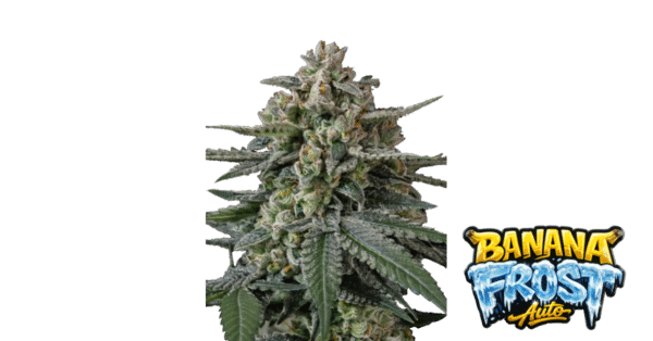 Banana Frost - Fast Buds feminisiert Auto 3er Pack