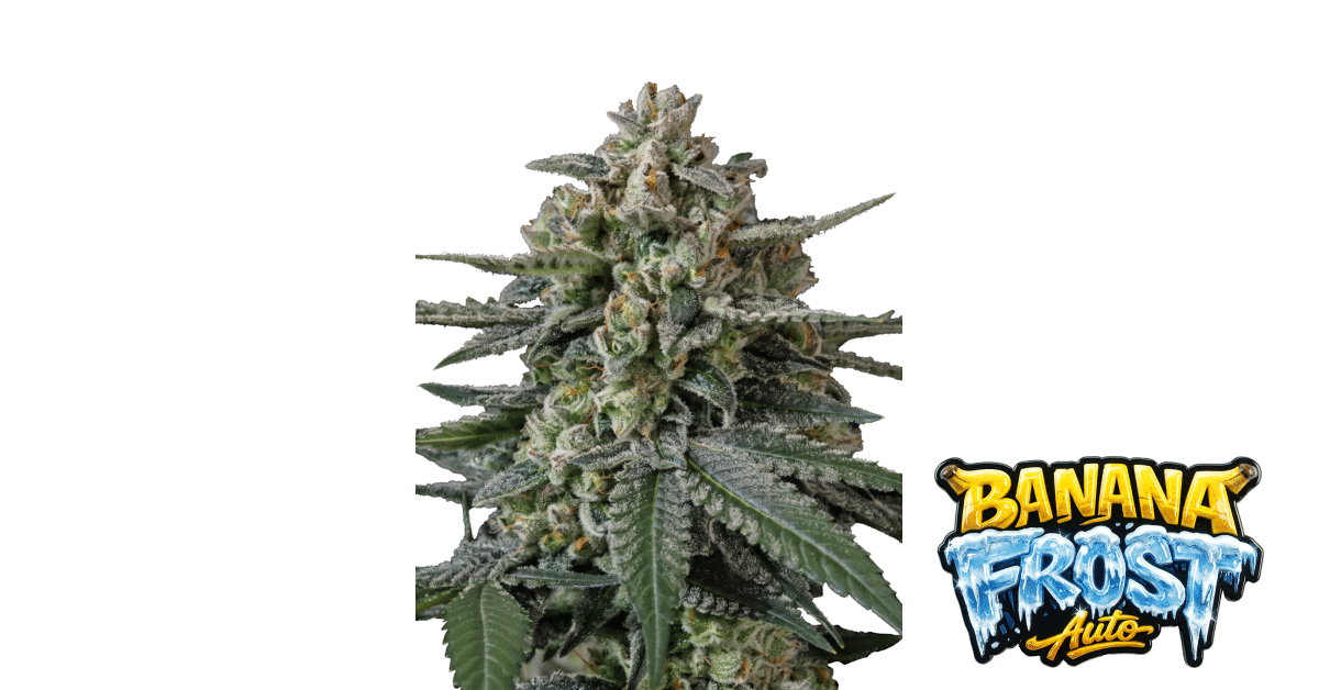 Banana Frost - Fast Buds feminisiert Auto 3er Pack